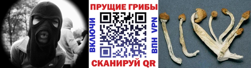 Купить закладки  Георгиевск  Галлюциногенные грибы MAGIC MUSHROOMS 